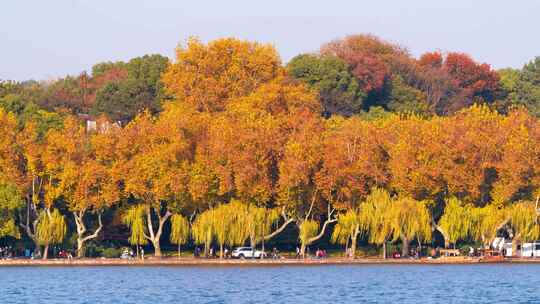 杭州西湖孤山路秋天风景延时