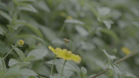 鲜花盛开蟛蜞菊4K超清视频