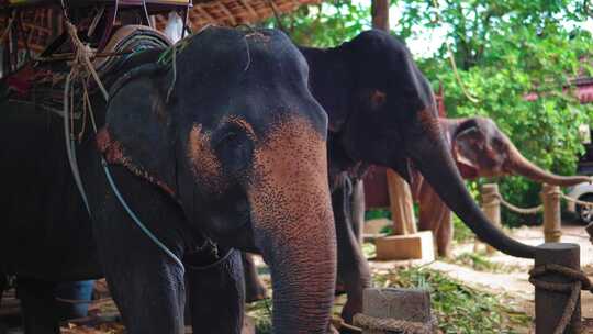 亚洲的大象农场视频素材模板下载