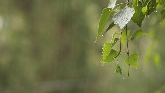 下雨和树叶