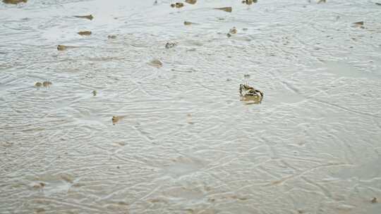 深圳湾滩涂沙滩