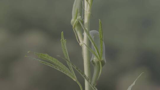 秋葵秋葵花秋葵果实LOG视频素材