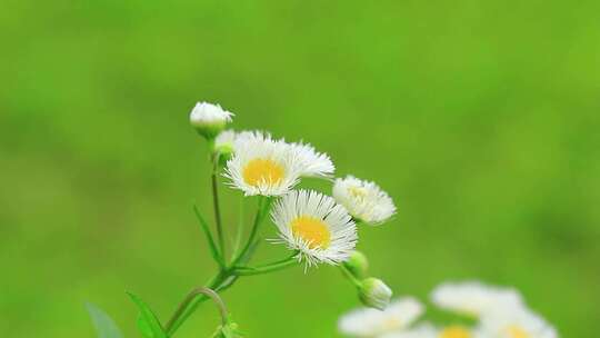 野花 小雏菊 白色小花 野外的花