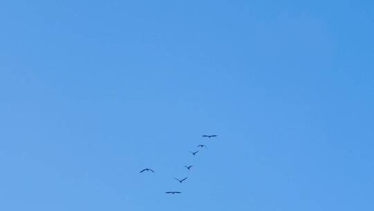 一群大雁在天空中飞翔