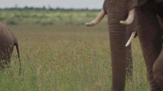 草原大象象群视频素材模板下载