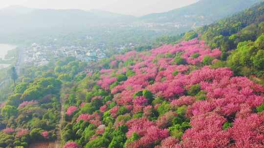 苏州米堆山樱花航拍