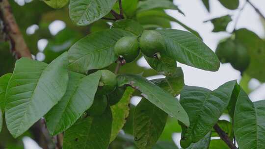 夏季雨后的番石榴树挂满绿色果子番石榴果实