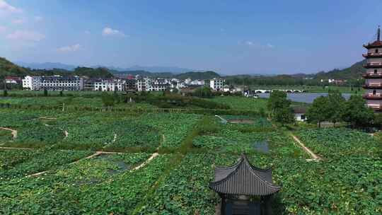 合集-武义十里荷花景区夏季航拍风光