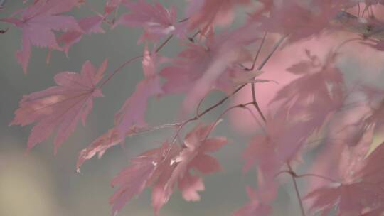 秋天枫叶红叶LOG视频素材