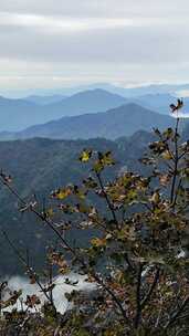 黄山山峦间带枯叶植物远景