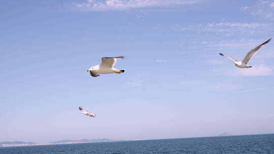 海鸥在海上翱翔