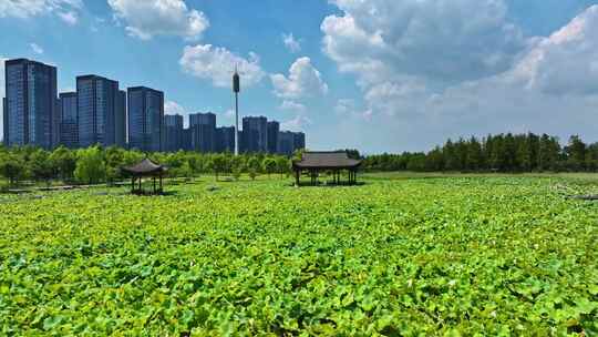 温岭市光影大景