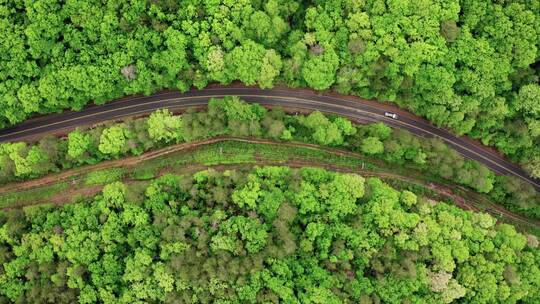 树木 森林 路 高速公路 自然