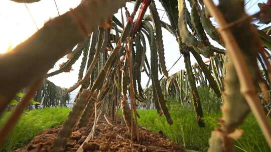 火龙果树 火龙果种植基地