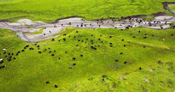 草原上的牦牛群