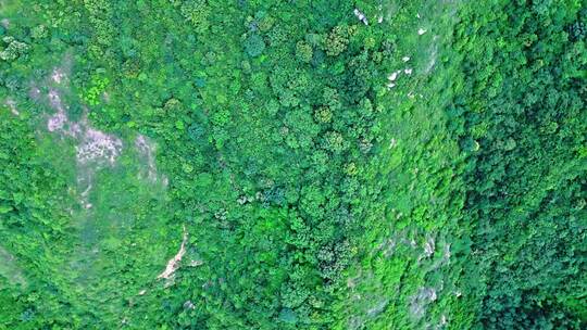 夏季绿色高山森林俯视航拍