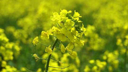 油菜花、蜜蜂、春天