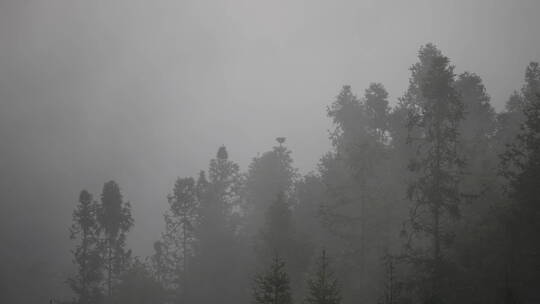 早晨云雾缭绕的山林