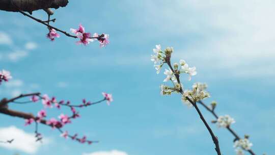 梨花素材