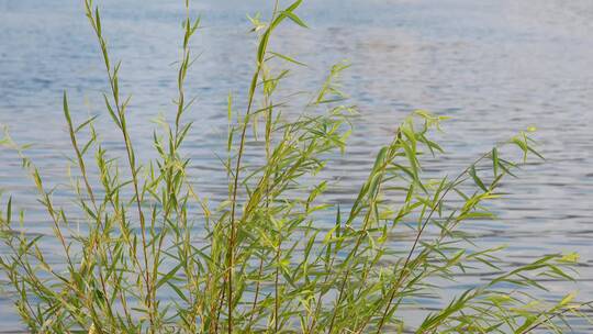 湖边嫩绿的柳枝唯美空镜4k合集