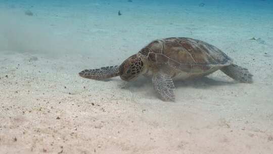 近距离拍摄海底海龟