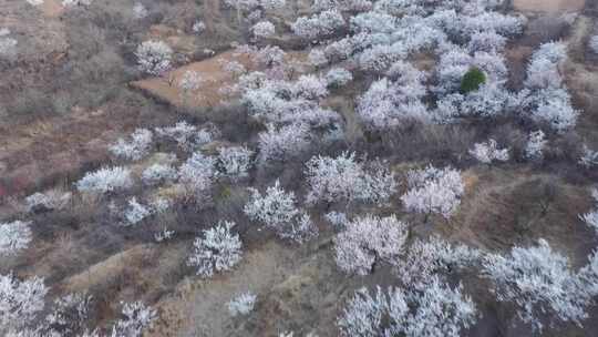 航拍满山遍野的杏花