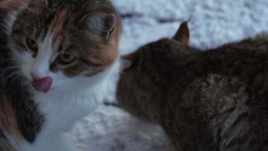 萌宠可爱流浪猫雪地进食视频素材模板下载