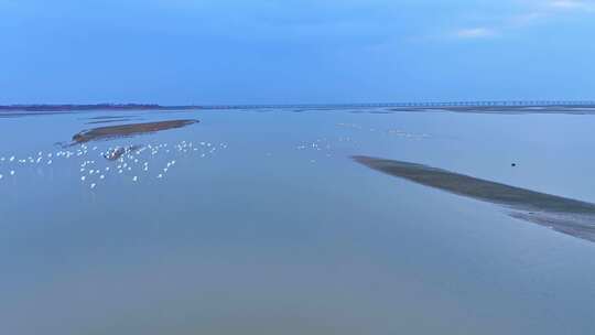 鄱阳湖湿地日落候鸟大雁飞鸟景观