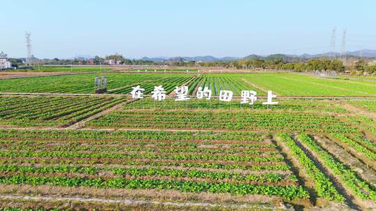 航拍冬季白昼乡村土地农业生态种植场景