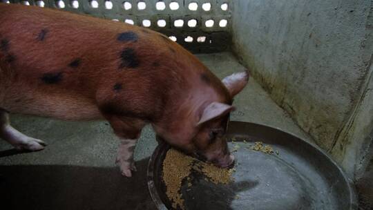 农村农家养猪场视频素材模板下载