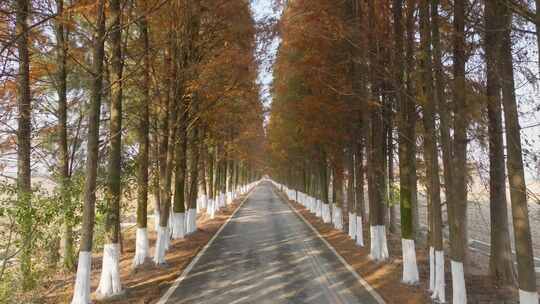 平原乡村林荫道路