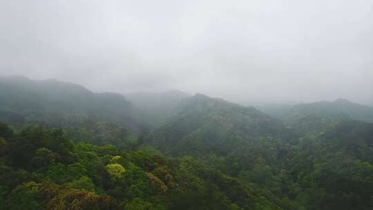 航拍森林山脉云雾环保沙县萝卜岩楠木保护区