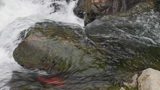 清澈河水河流水源水流溪流溪水