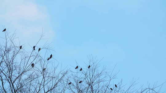 冬天傍晚栖息树梢上的鸟群视频素材模板下载