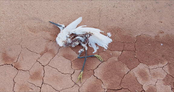 沙漠上死去的鸟白色鸟尸体生态保护保护环境