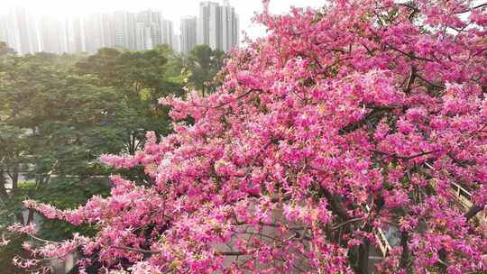 中国广东省广州市荔湾区坦尾美丽异木棉