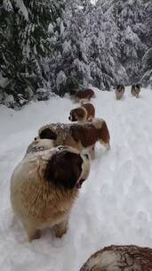 雪地上的一群狗狗