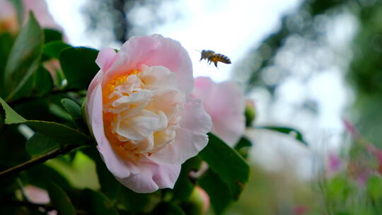 花园蜜蜂飞舞采蜜 茶花 中华野山蜂