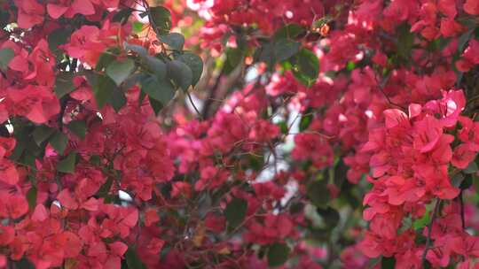 光叶子花 花 三角梅 簕杜鹃