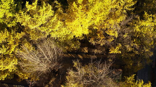 俯瞰秋天金黄的银杏林