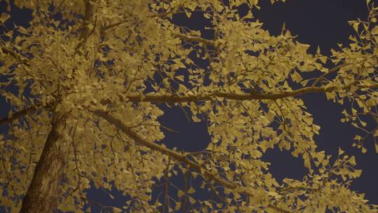 秋天夜晚路灯下的银杏树视频素材模板下载