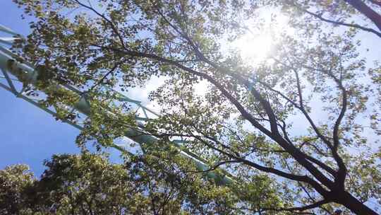 夏天阳光穿过树林树枝叶子特写视频素材