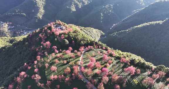 无量山樱花谷