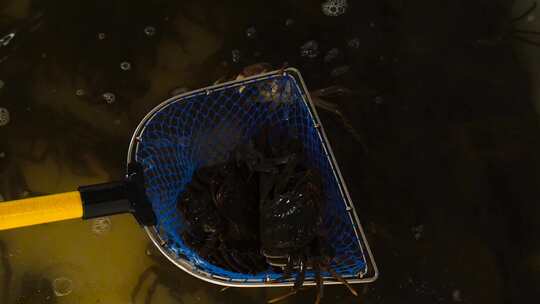 阳澄湖大闸蟹 大闸蟹 鲜活大闸蟹