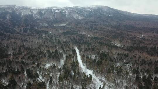 冬季日本北海道雪原森林公路风光