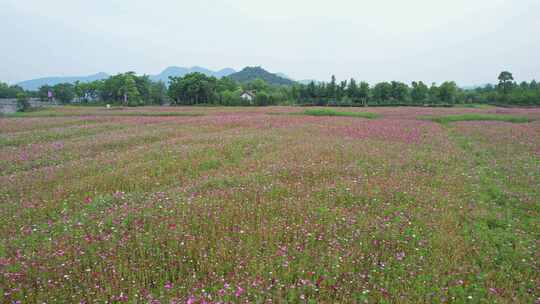 杭州湘湖三期格桑花花海航拍