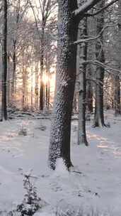 拍摄森林里被大雪覆盖的路边