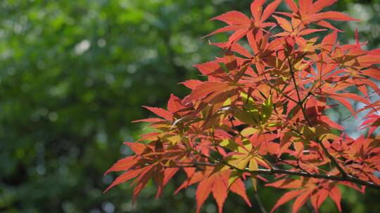 220516梅湖银杏树林A01678495