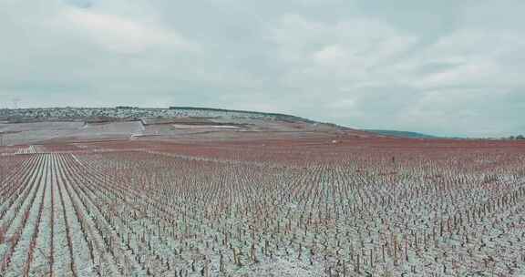 冬季，农田，葡萄园，雪