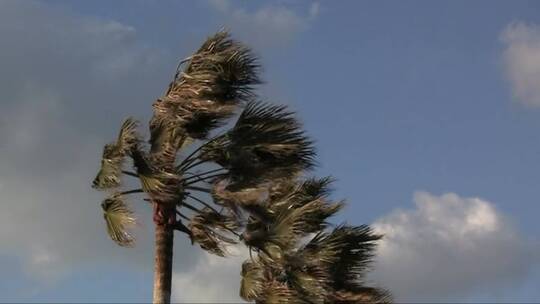 棕榈树被强风吹弯